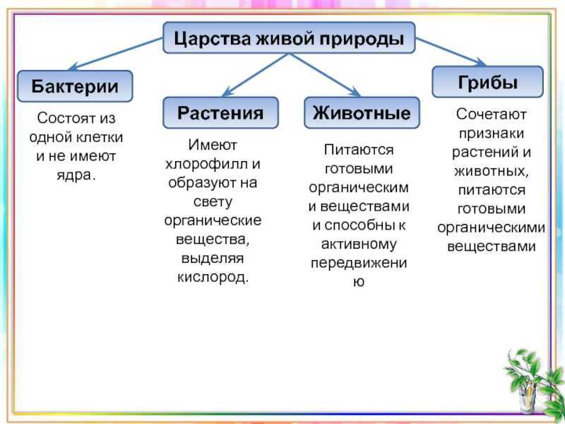 Высшие растения - признаки, характеристика, классификация, отличия