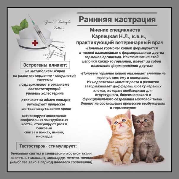 Можно ли кормить котенка взрослым кормом