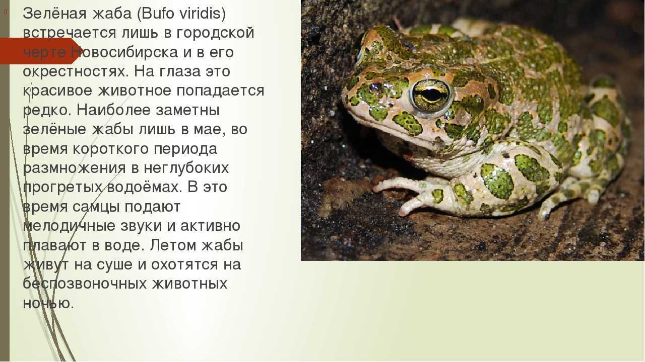 Лягушки: описание, виды, среда обитания, что ест, враги и образ жизни | планета животных