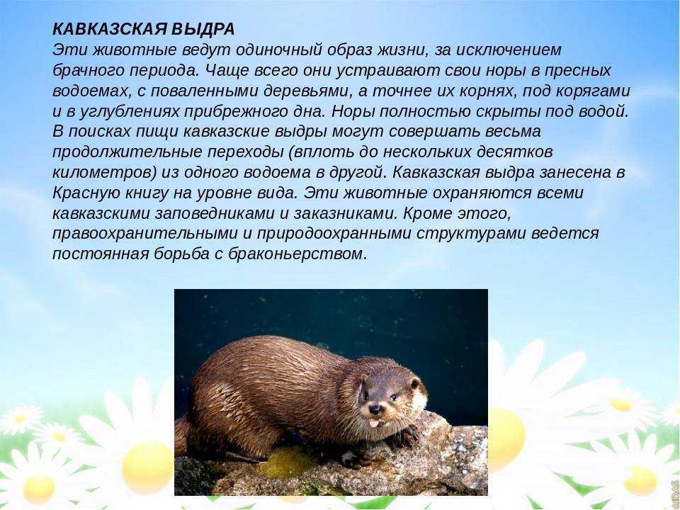 Выдры: виды, фото, образ жизни