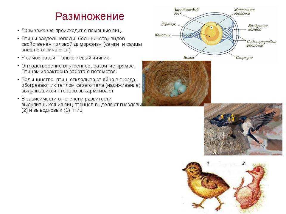 Как происходит размножение птиц