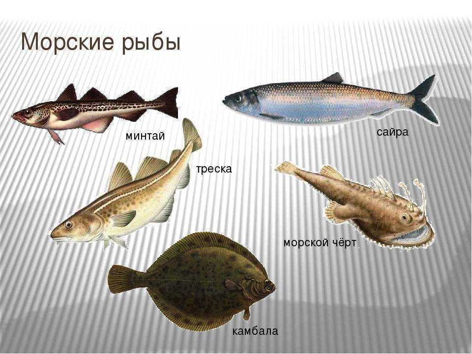 Весь список морской рыбы