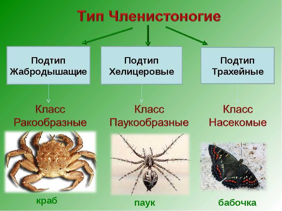 Класс насекомые: представители, харатеристика, строение