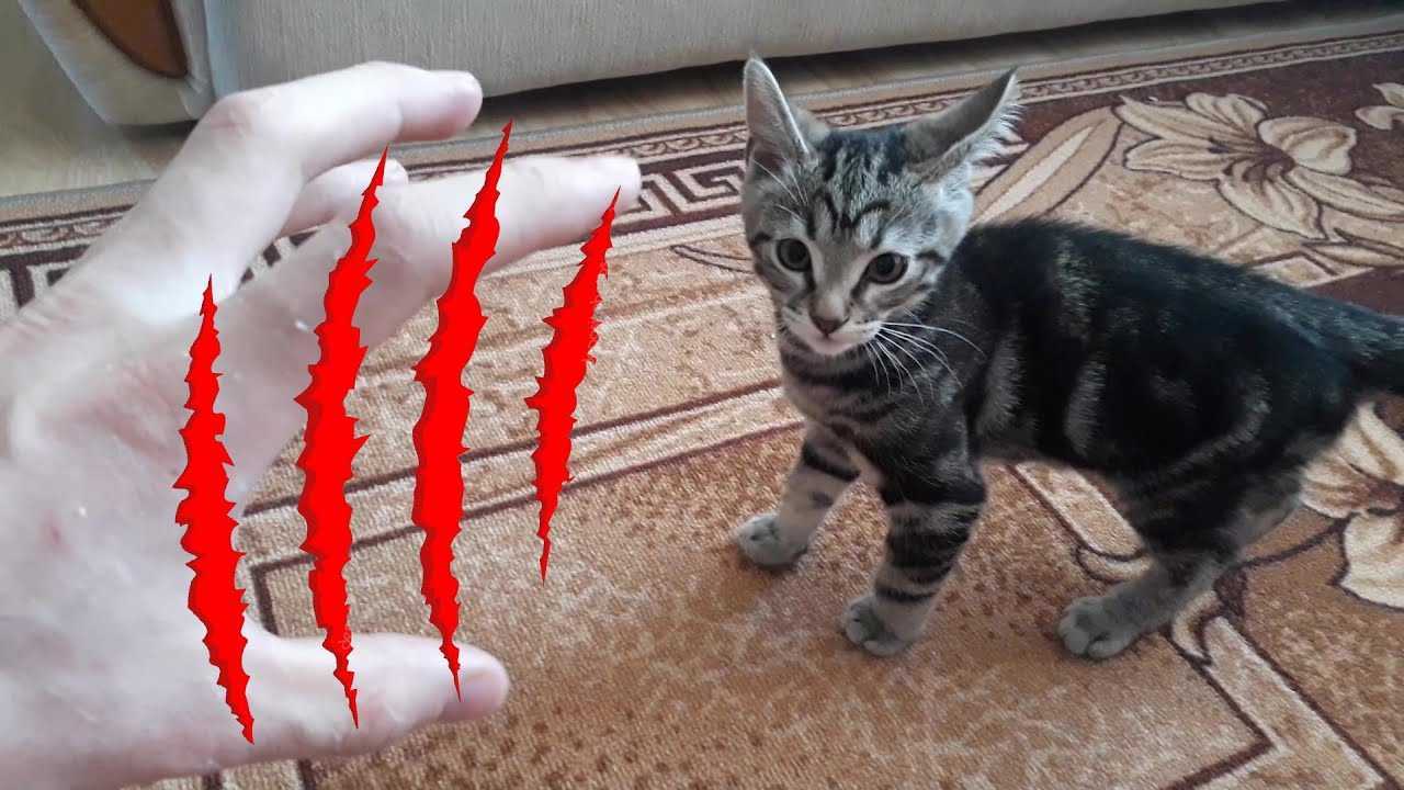 Кошка грызет когти. что делать?