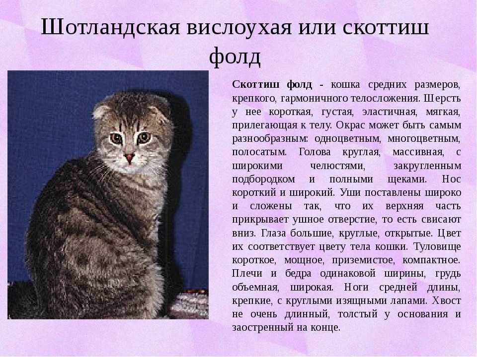 Как правильно ухаживать за шотландским котенком