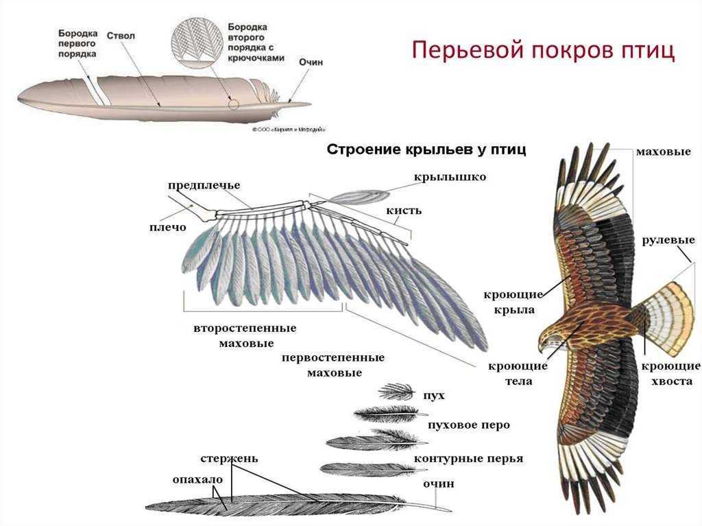 Различные типы перьев и топография перьевого покрова