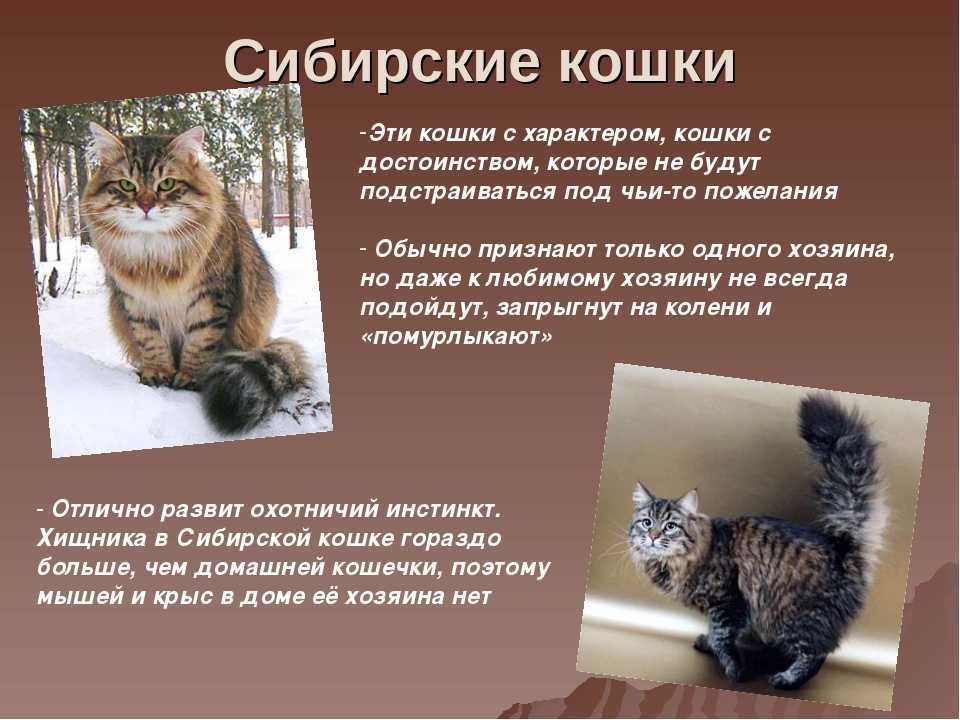 Сибирская кошка: фото, описание, окрас, характер, стандарт породы