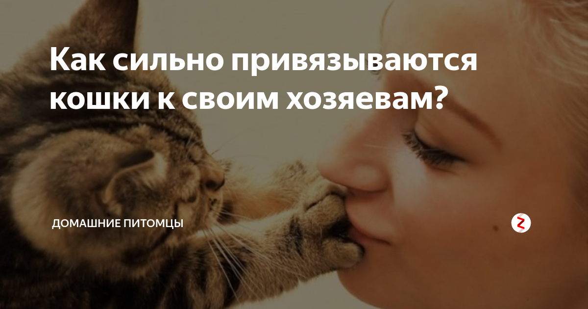 Хозяин для кошки – тот, с кем она безраздельно счастлива: как коты его выбирают