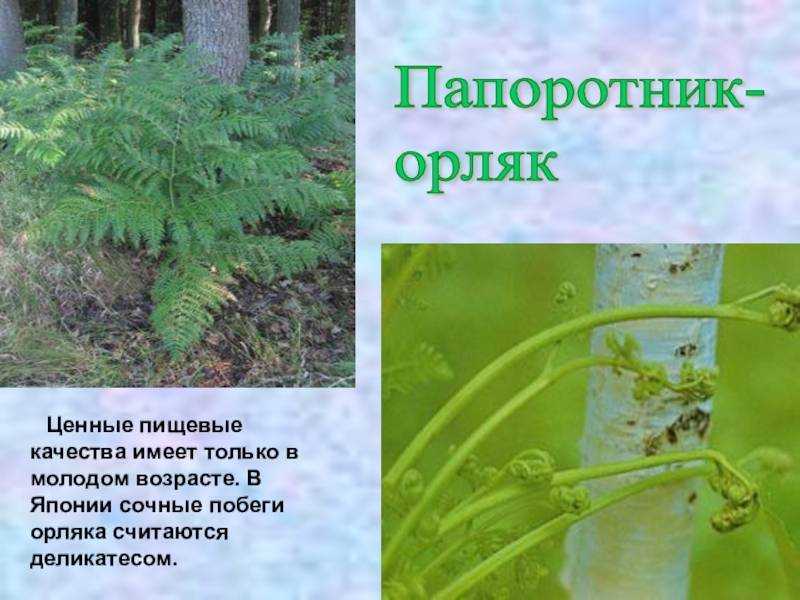 Орляк обыкновенный: фото и рецепты приготовления. салат из папоротника-орляка :: syl.ru