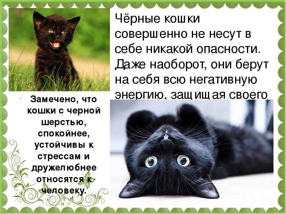 Чёрный кот или кошка в доме - все приметы и поверья