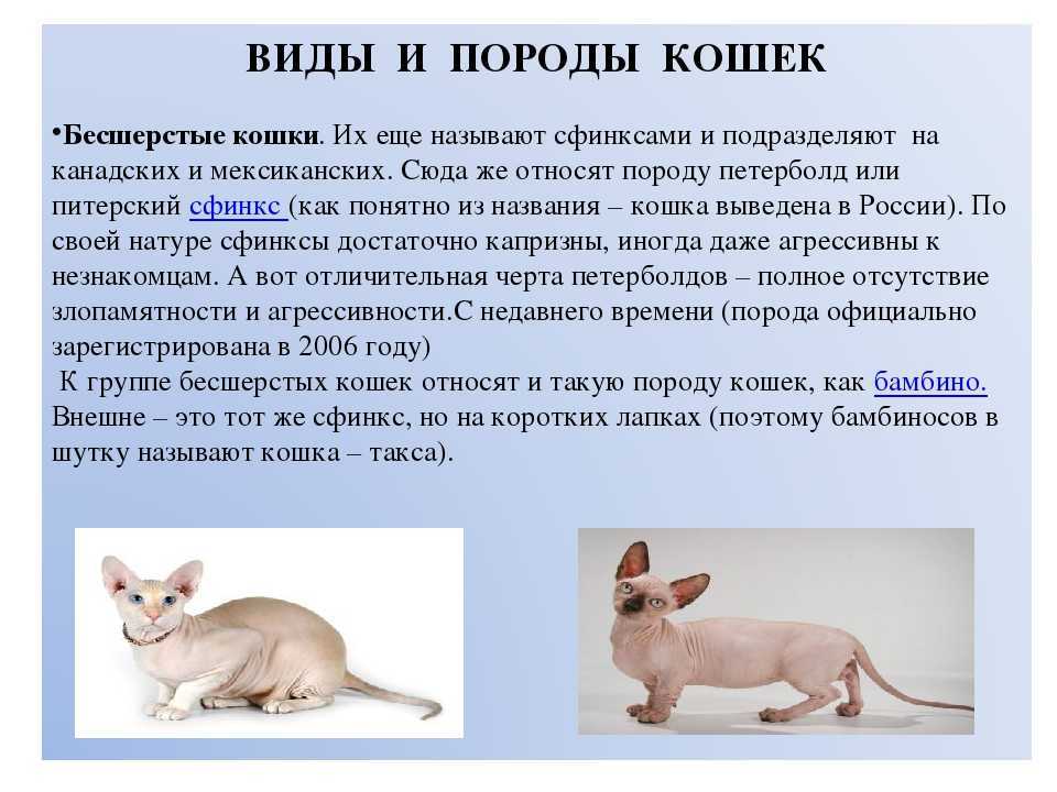 Донской сфинкс