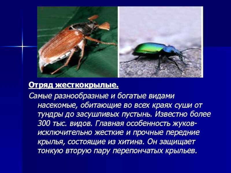 Жук – описание, виды, где обитает, чем питается, фото