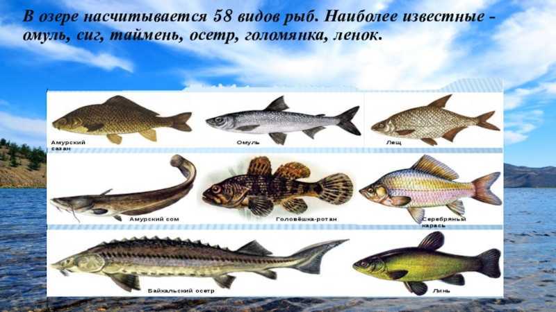 Какая рыба водится в байкале