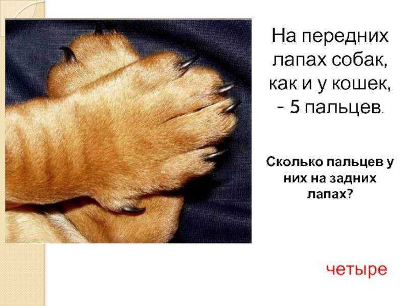 Сколько когтей на передней лапе у кошки. сколько пальцев должно быть у кошки и кота | здоровье человека