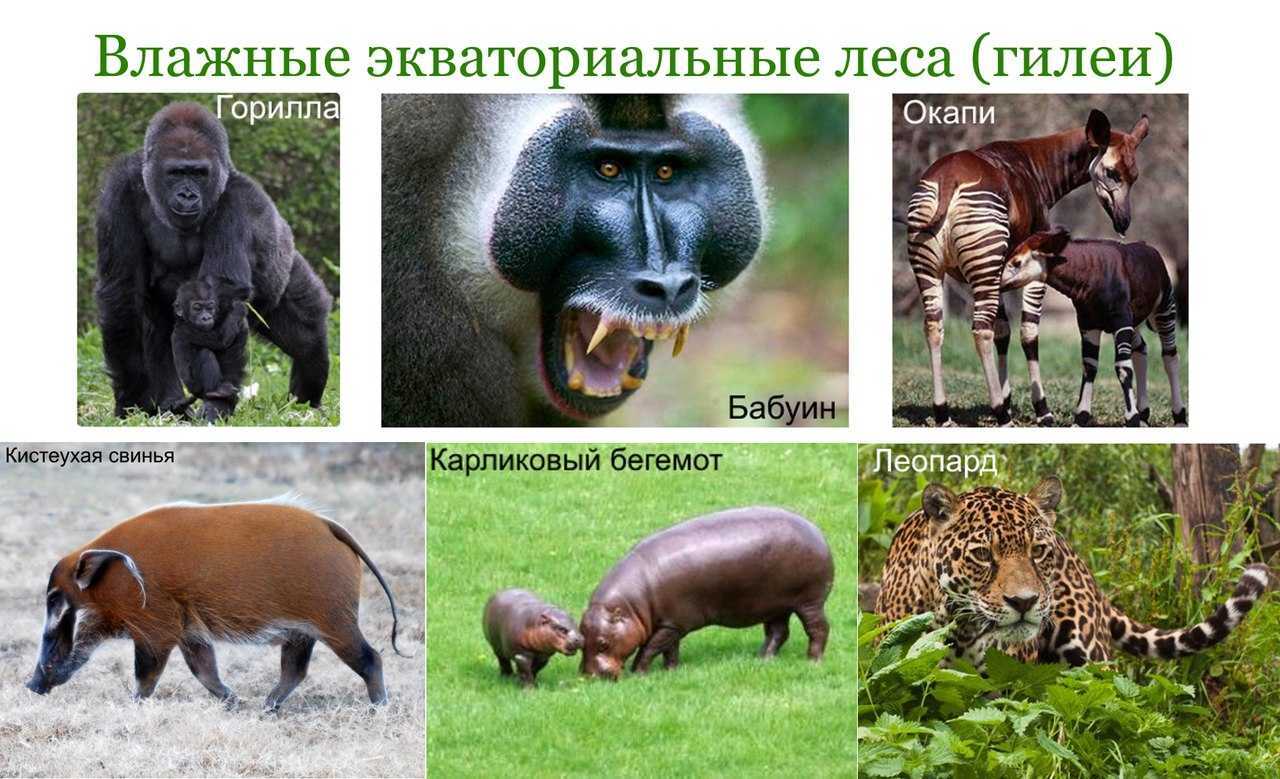 Экваториальные леса: климат, животные и растения ~ русло.info