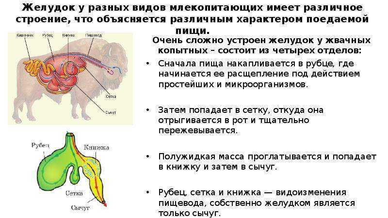 Пищеварительная система жвачных животных: строение желудка коровы, функциональные особенности