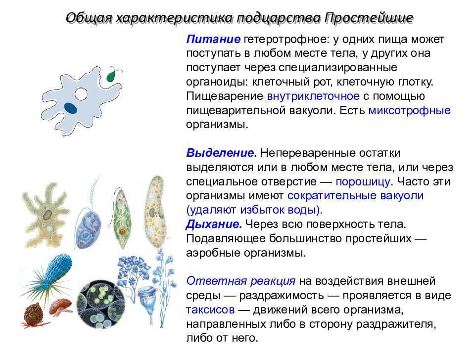 Одноклеточные организмы: примеры и среда обитания, типы и названия, органоиды