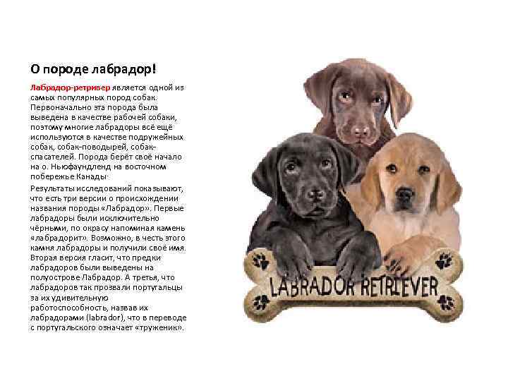 Лабрадор ретривер фото, описание породы, характеристики, отзывы, питание, болезни