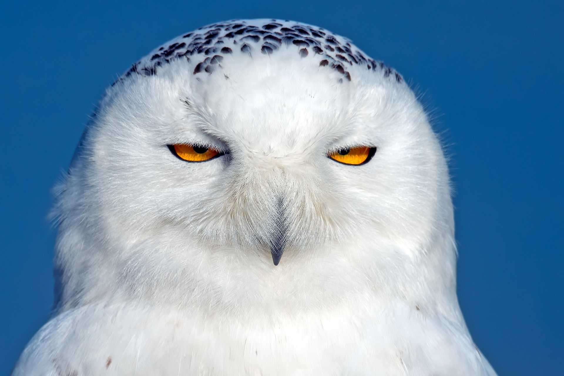 Сова