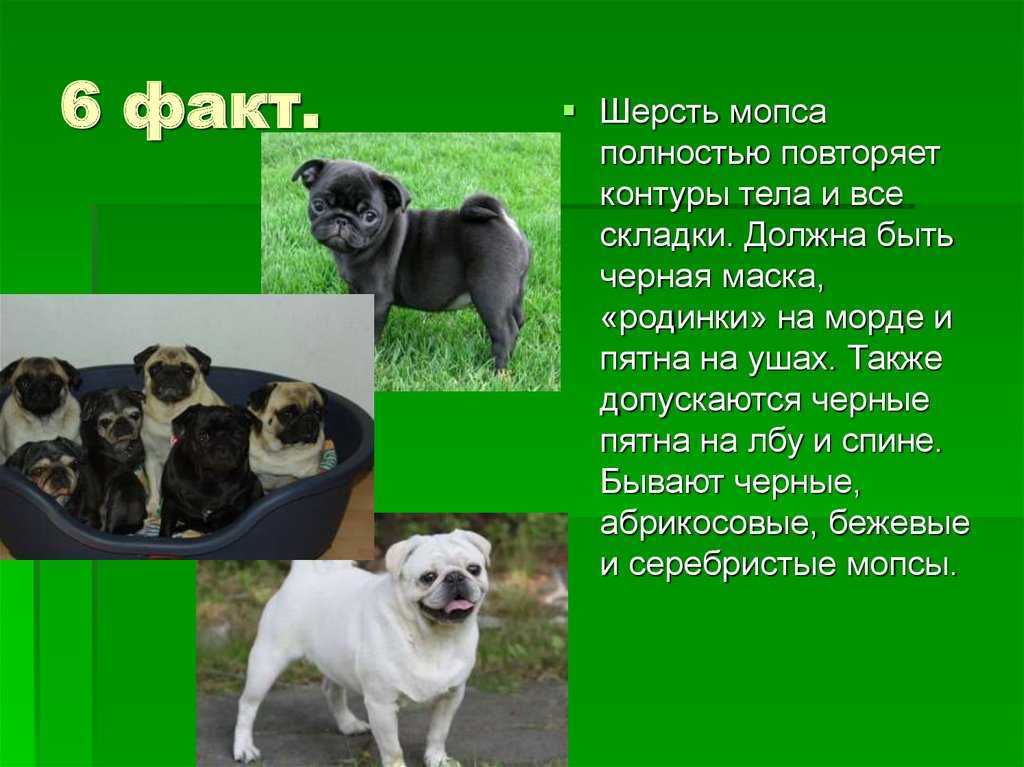 Порода собак мопс: характеристика породы, уход и кормление, щенки, стандарты