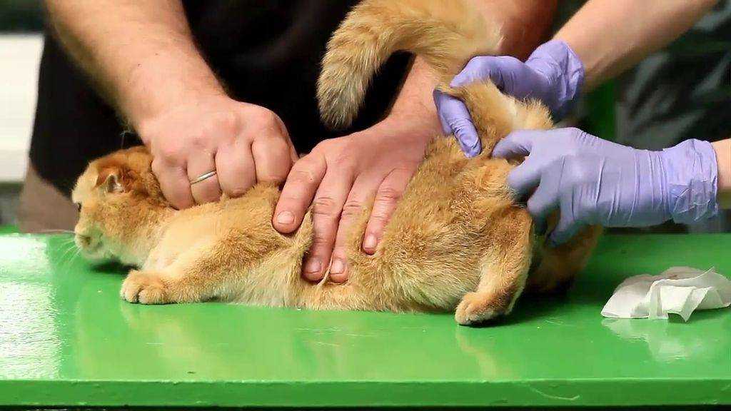Воспаление параанальных желез у кошек: чистка в домашних условиях, парапроктит, закупорка, абсцесс и свищ, профилактика