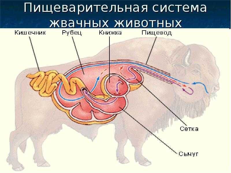 Жвачные - млекопитающие парнокопытные животные, характеристика и эволюция, строение, питание, обитание, описание, фото, картинки