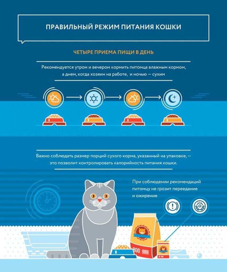 Питание кошек: как составить правильное меню