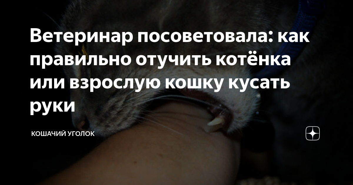 Агрессивный котенок - причины и что делать