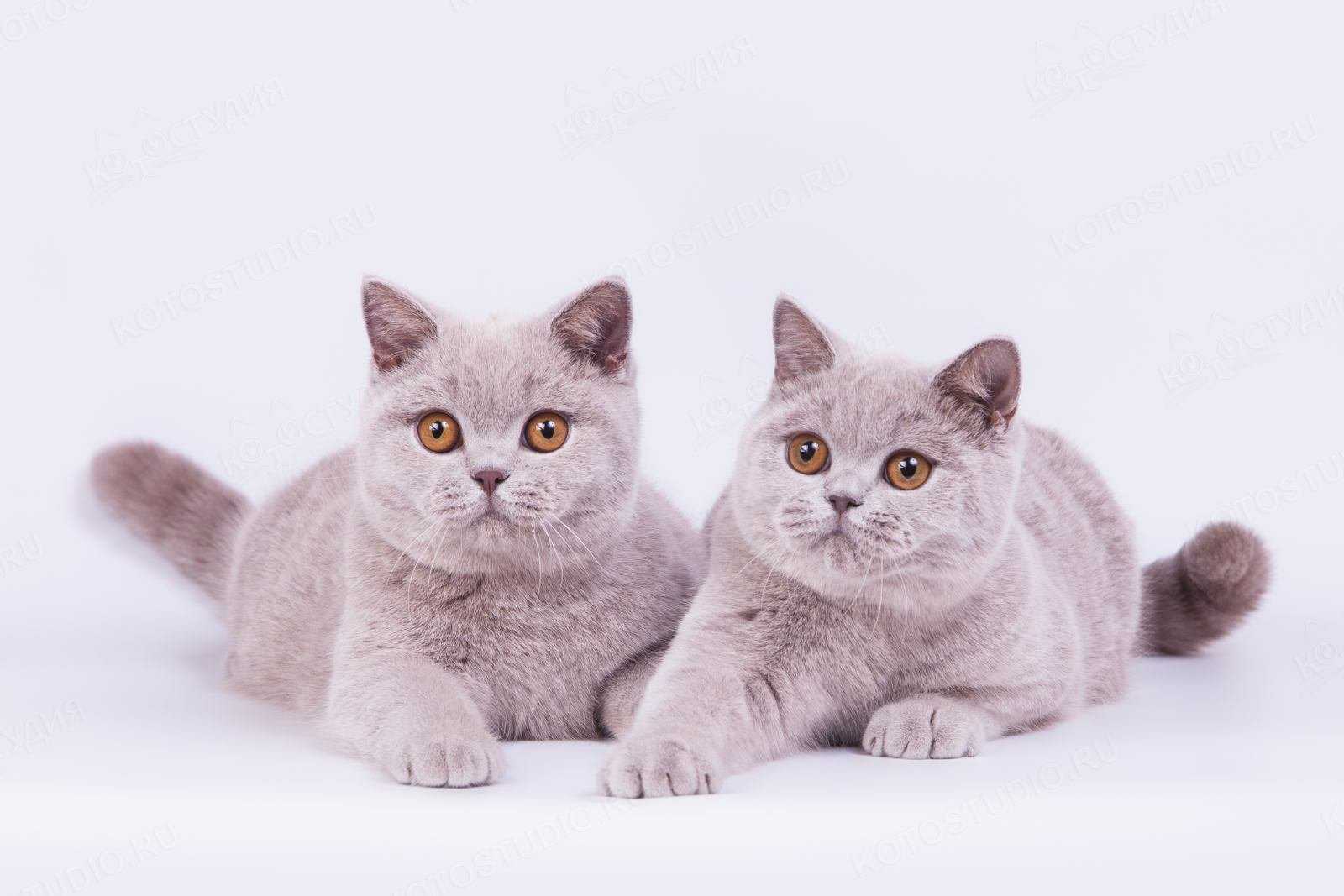 Клички для котов британцев: как красиво назвать котенка - animallist.ru