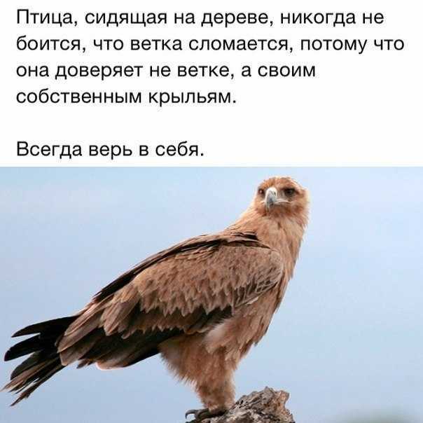 Значение ⚠️ птиц в природе и жизни человека: какую играют роль, кратко, таблица