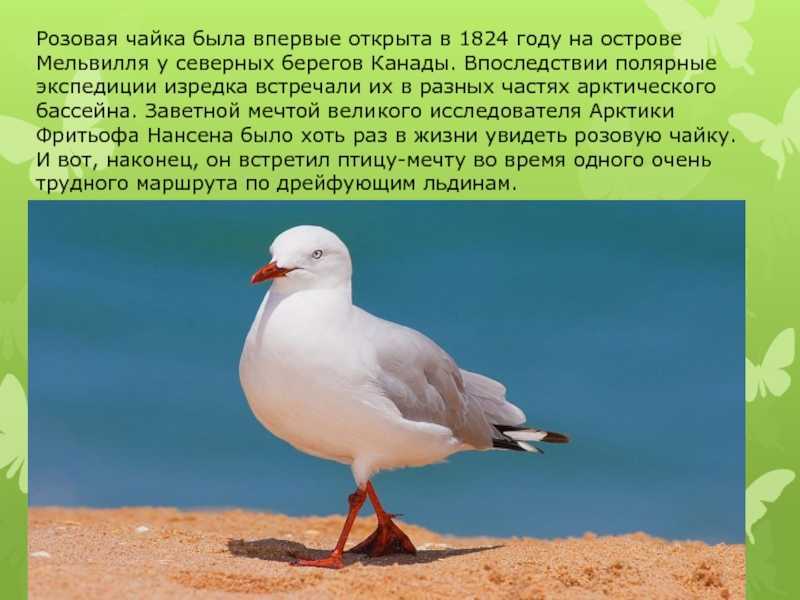 Птица чайка — что едят чайки, где зимуют