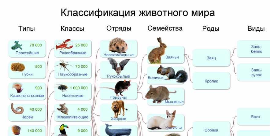 Тест о животных: интересные тайны млекопитающих