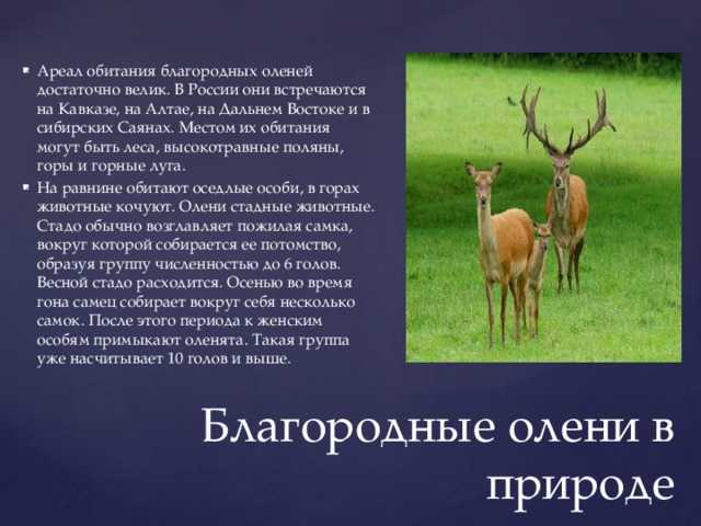 Северный олень - оленевые | некоммерческий учебно-познавательный интернет-портал зоогалактика