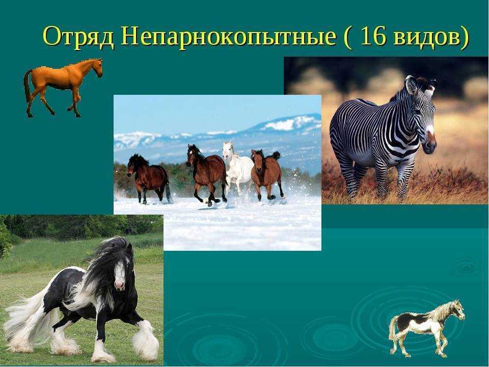 Чёрный носорог