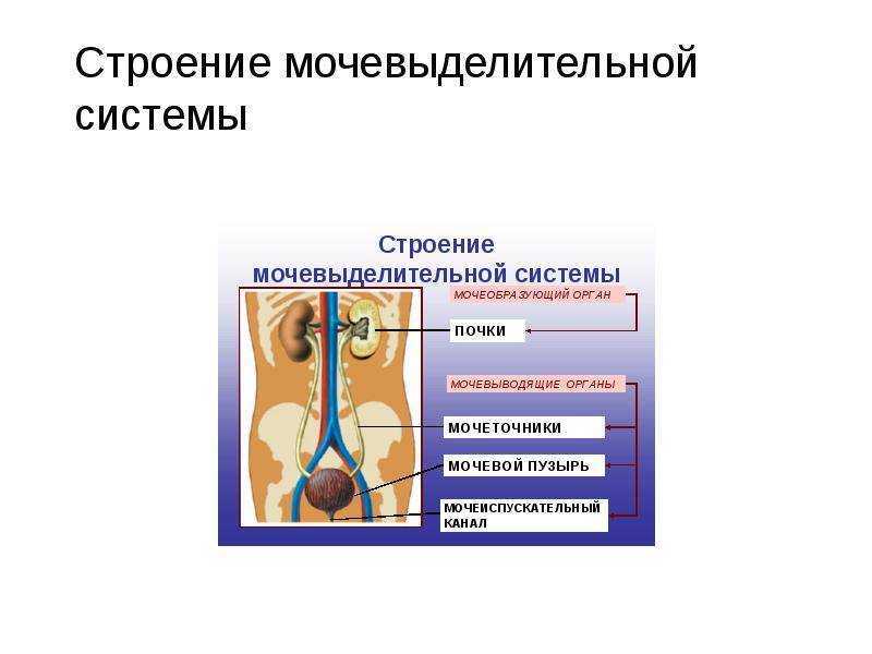 Потеют ли кошки: особенности выделительной системы, возможные проблемы терморегуляции и методы их решения