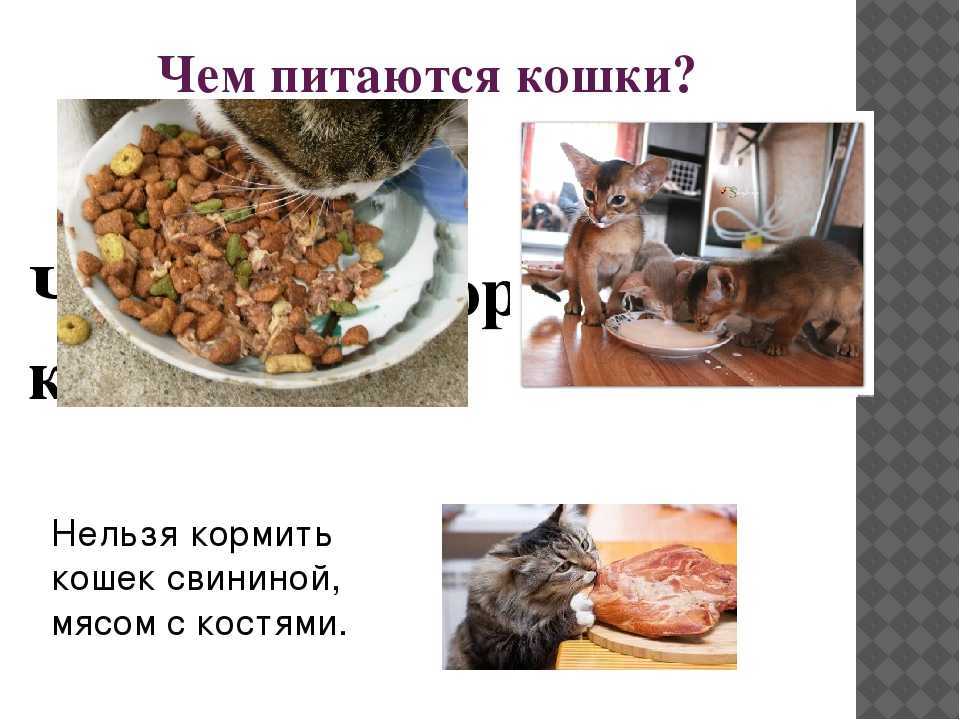Как и чем правильно кормить котят и кошек