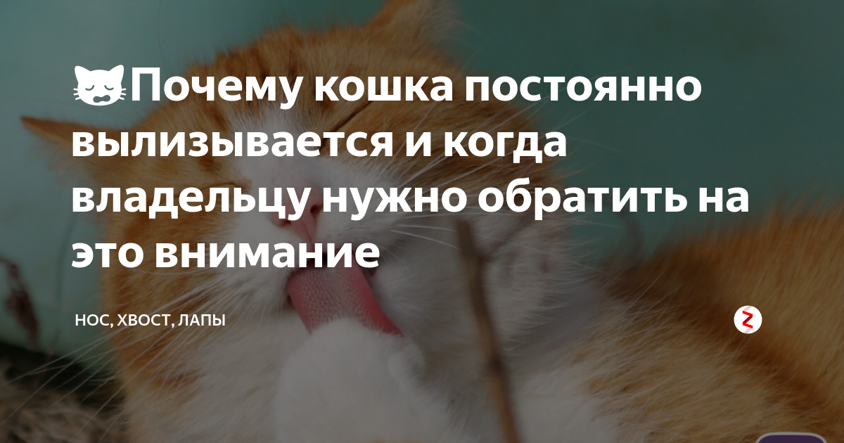 Кошка лижет руки своим хозяевам: размышляем об основных причинах | ваши питомцы