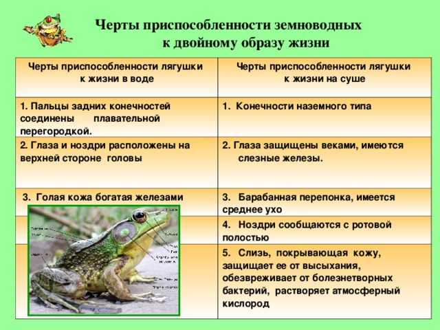 Лягушки и жабы — обладатели уникального для позвоночных цветового зрения