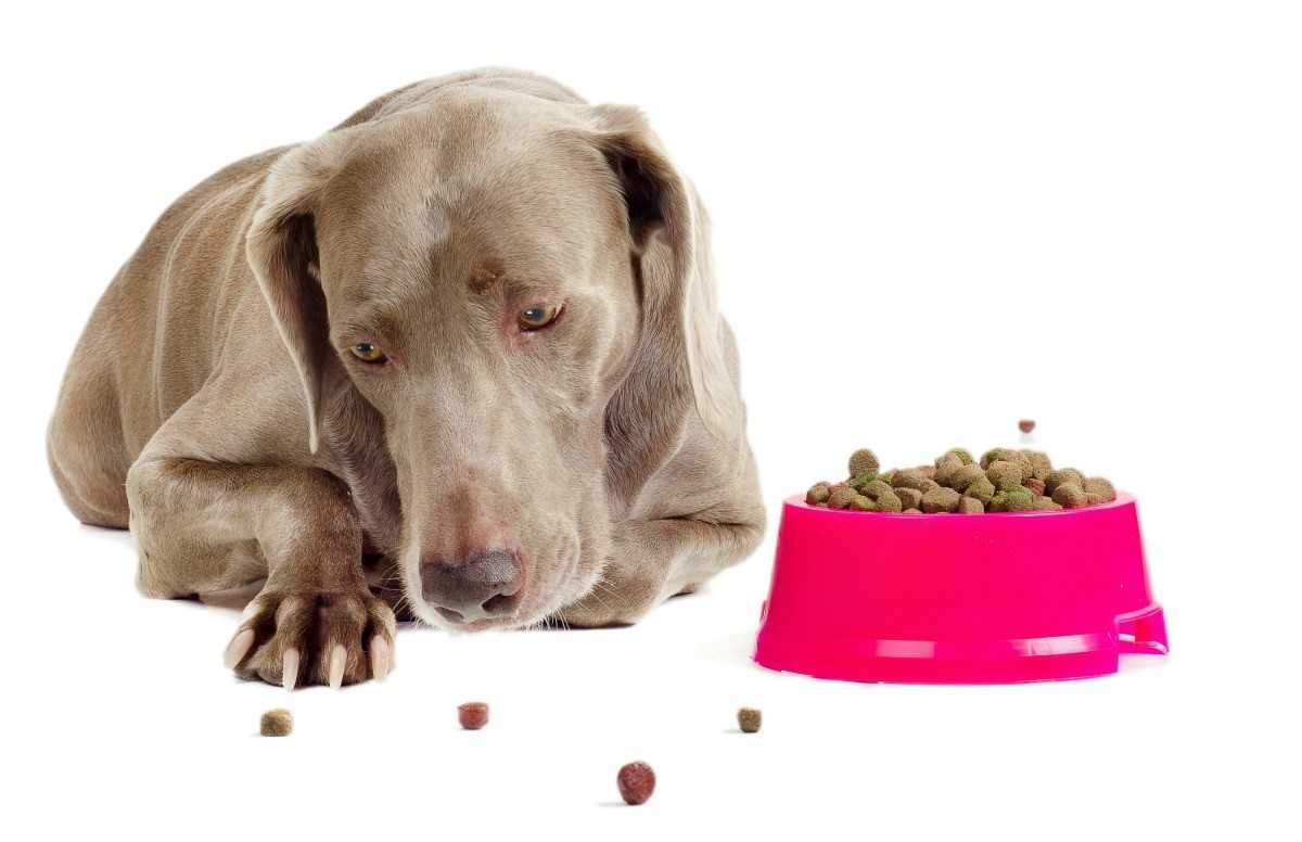 Почему у собаки плохой аппетит: когда можно справиться без помощи ветеринара