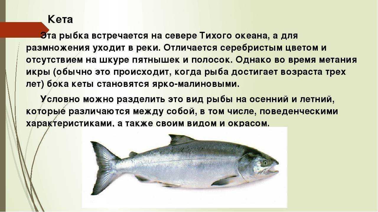 Тилапия — описание и фото