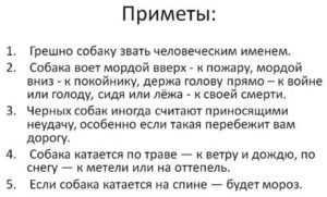 К чему снится смерть собаки - 7 правдивых трактовок по сонникам