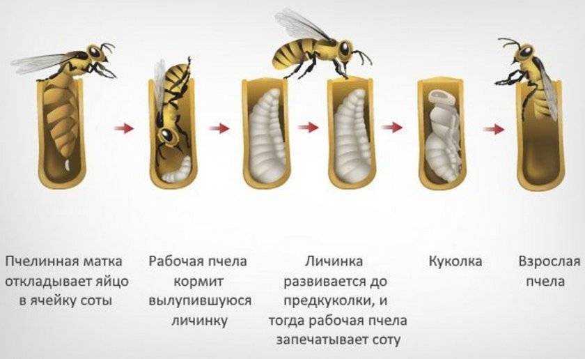 Что такое cin 1, cin 2, cin 3 — женский диагноз не для слабонервных