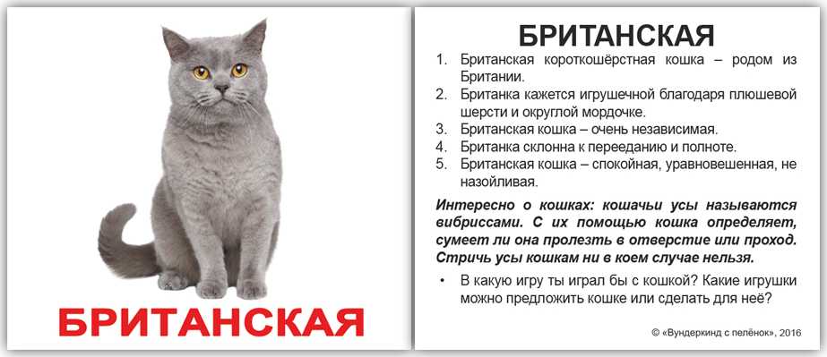 Клички для котов шотландцев мальчика и девочки: 1 188 оригинальных имён на 2021 год