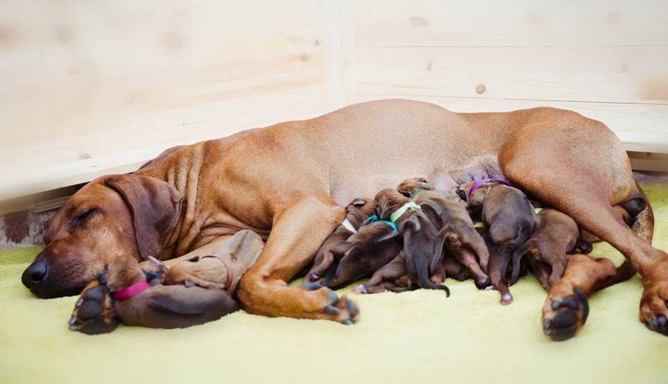 Ложная беременность у собак – способы лечения и профилактика