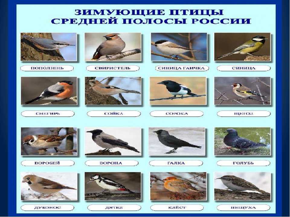 Птицы краснодарского края – фото с названиями и описанием