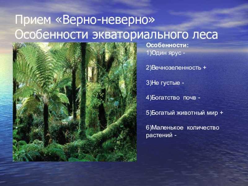 Природные зоны влажных экваториальных лесов – что характерно, описание