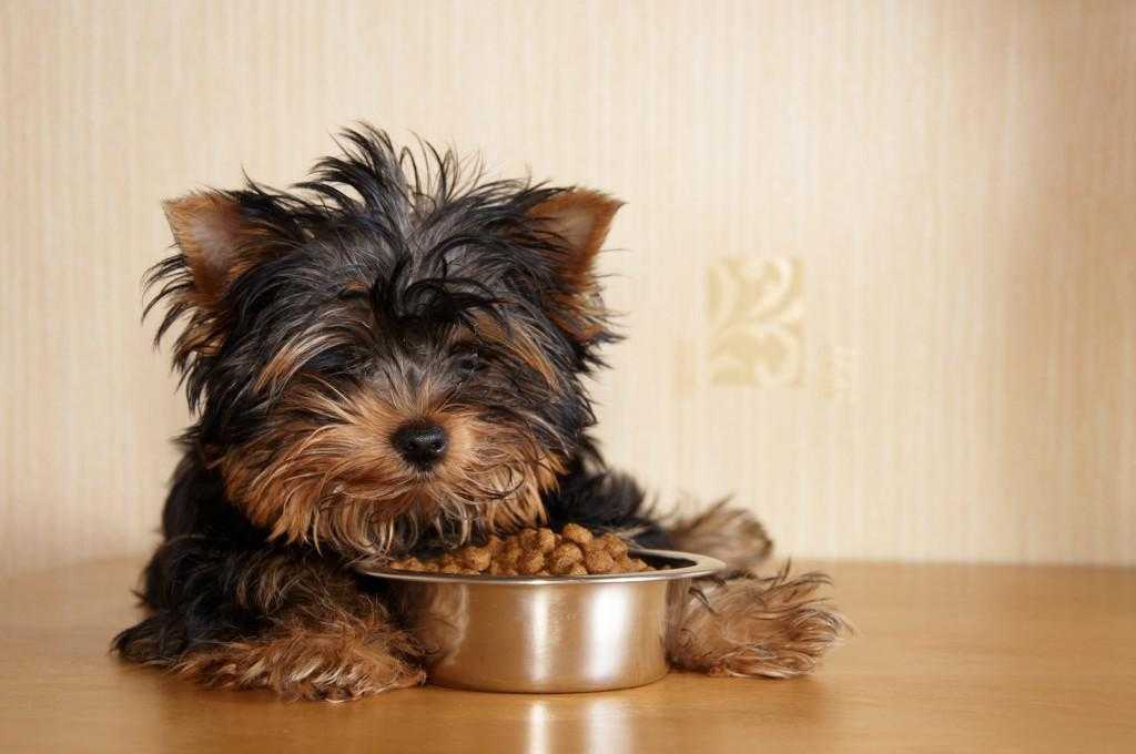 Чем кормить йоркширского терьера в домашних условиях: щенка и взрослую собаку