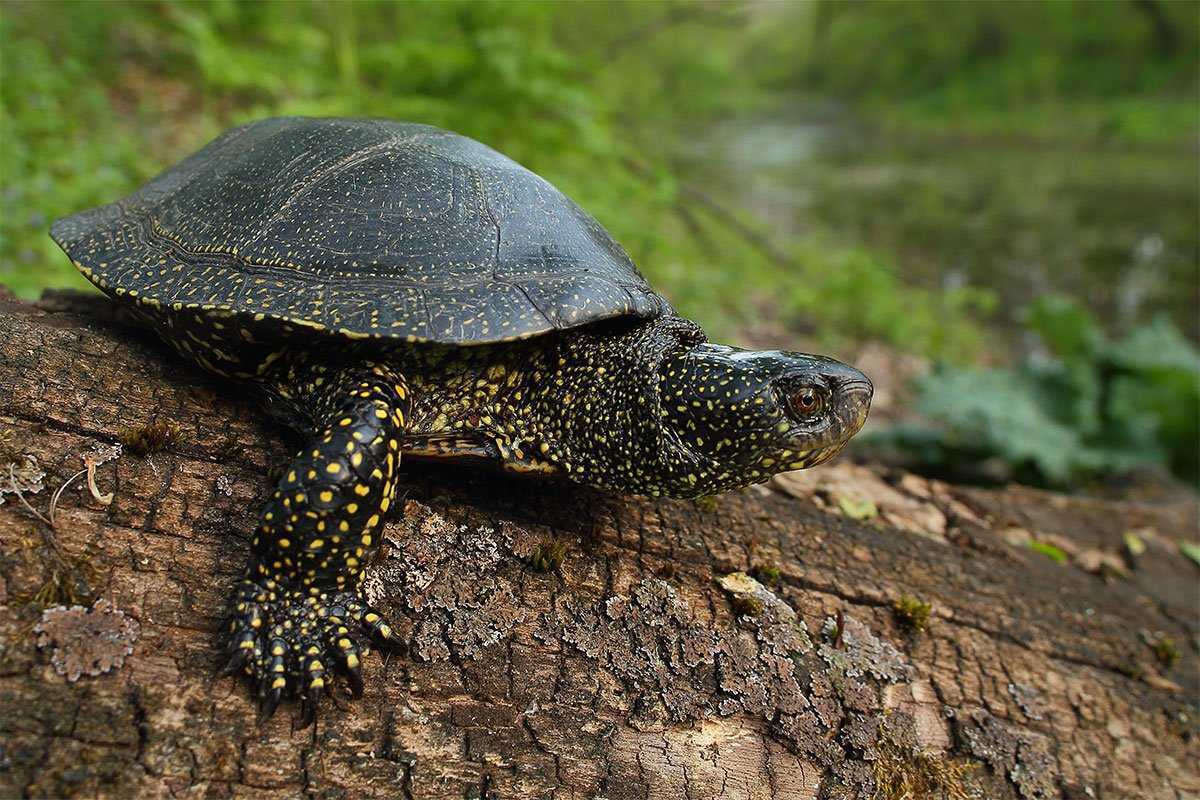Описание, образ жизни и содержание черепахи в террариуме