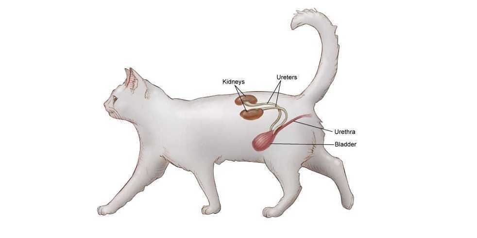Анатомия и физиология кошки — клуб любителей кошек алиса-бест ярославль