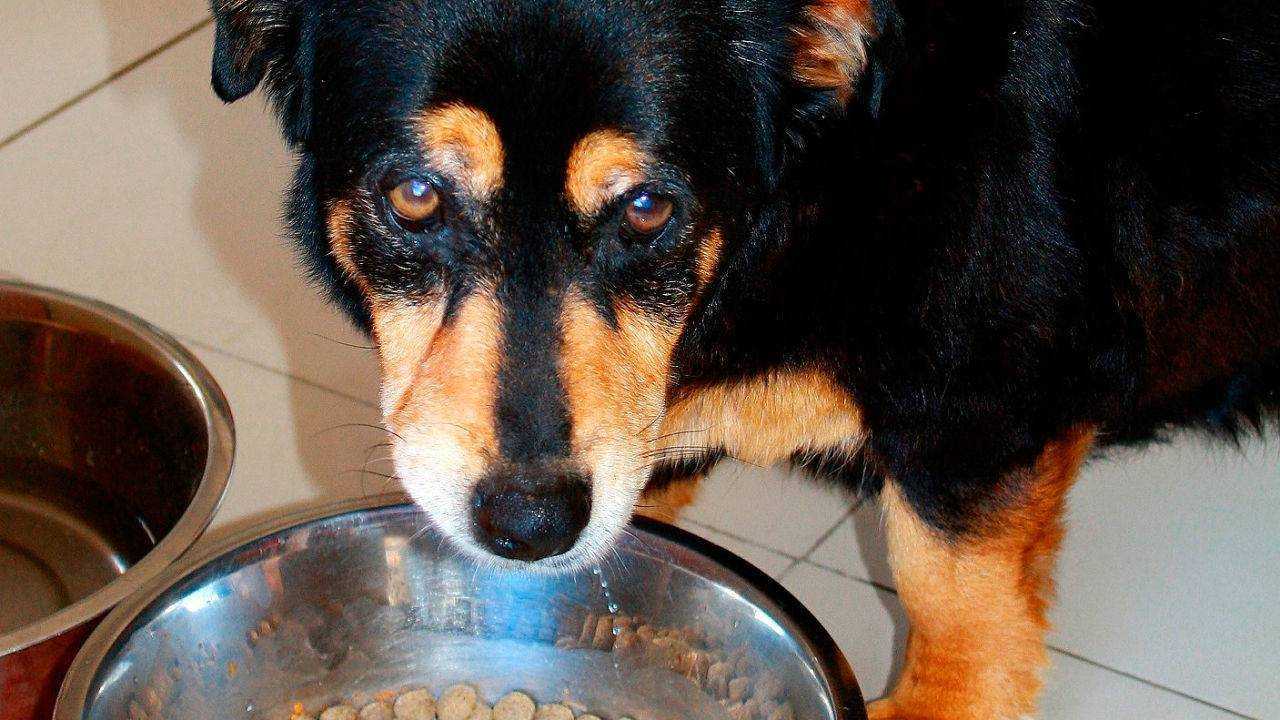 Почему собака ест кал